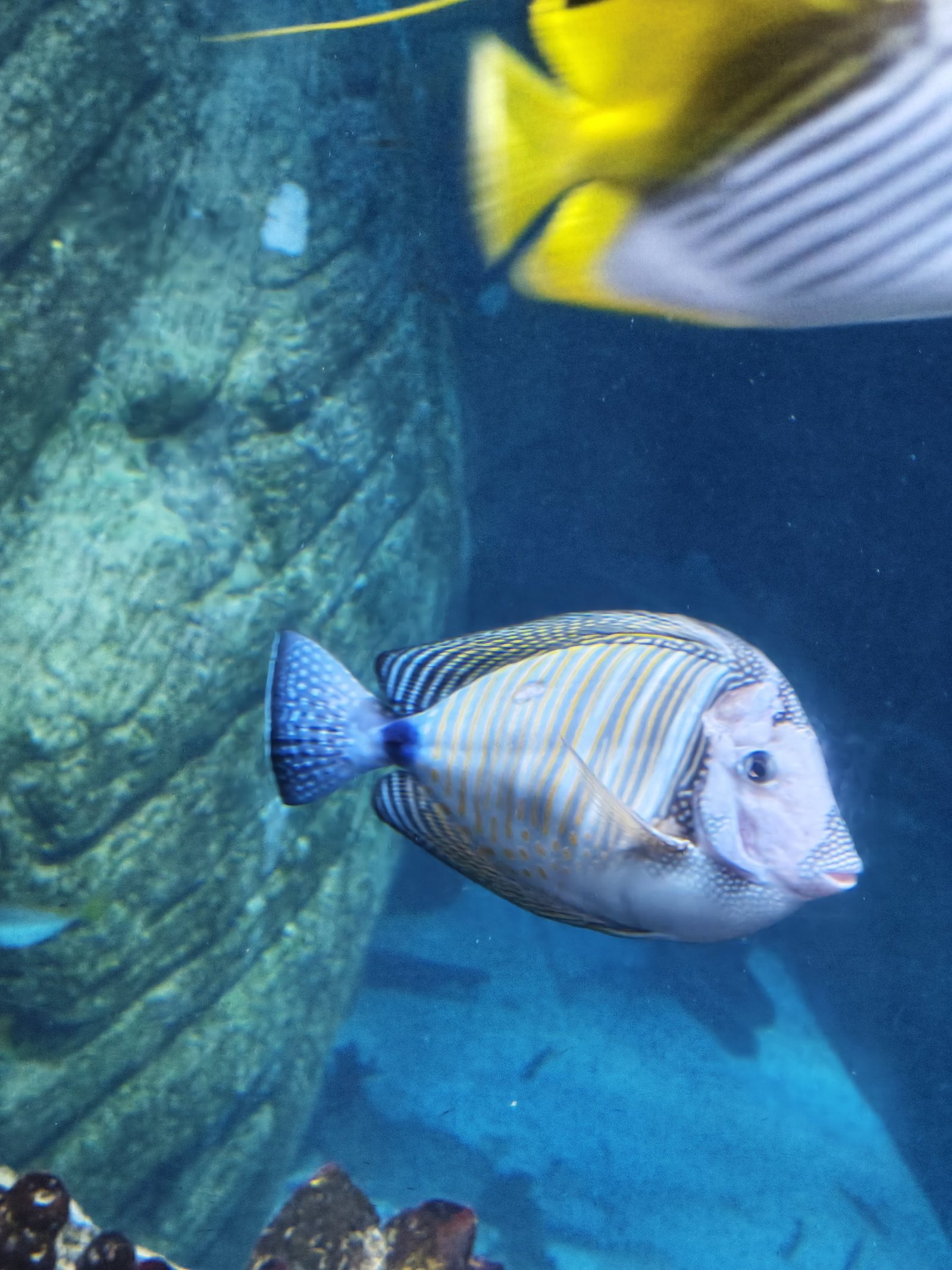 Ein fein gestreifter Doktorfisch schwimmt vor einer Felswand, oben rauscht ein gelb-weißer Falterfisch unscharf durchs Bild