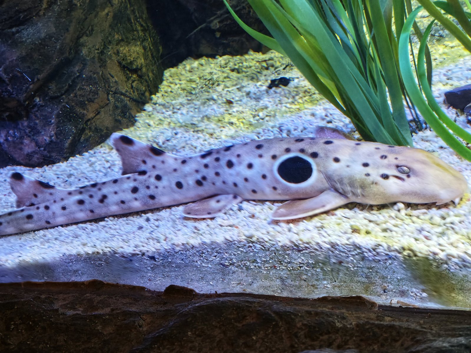 Ein gefleckter Epaulettenhai mit großem schwarzem Augenfleck liegt auf hellem Sand neben Seegras