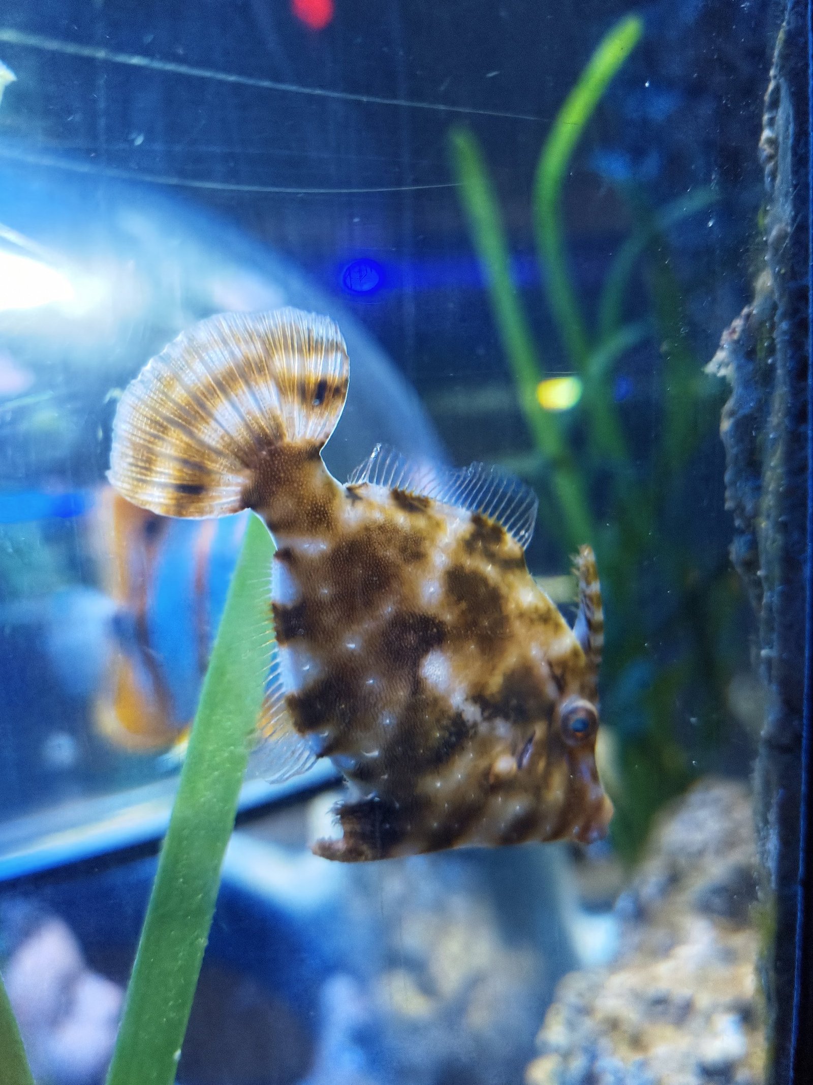 Ein braun-weiß gefleckter Feilenfisch mit fächerförmiger, gestreifter Schwanzflosse steht im Wasser neben Seegras
