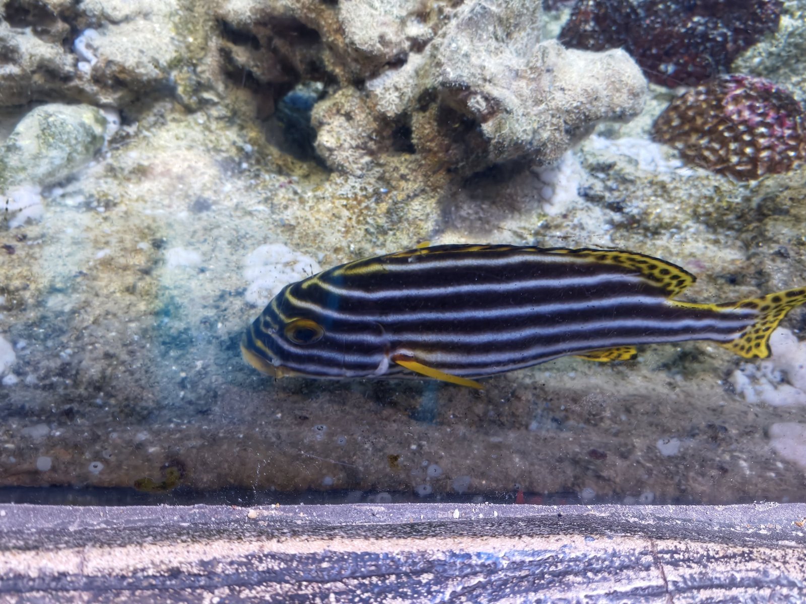 Eine schwarz-weiß längsgestreifte Orient-Süßlippe mit gelben, schwarz gepunkteten Flossen schwimmt dicht über dem Riff