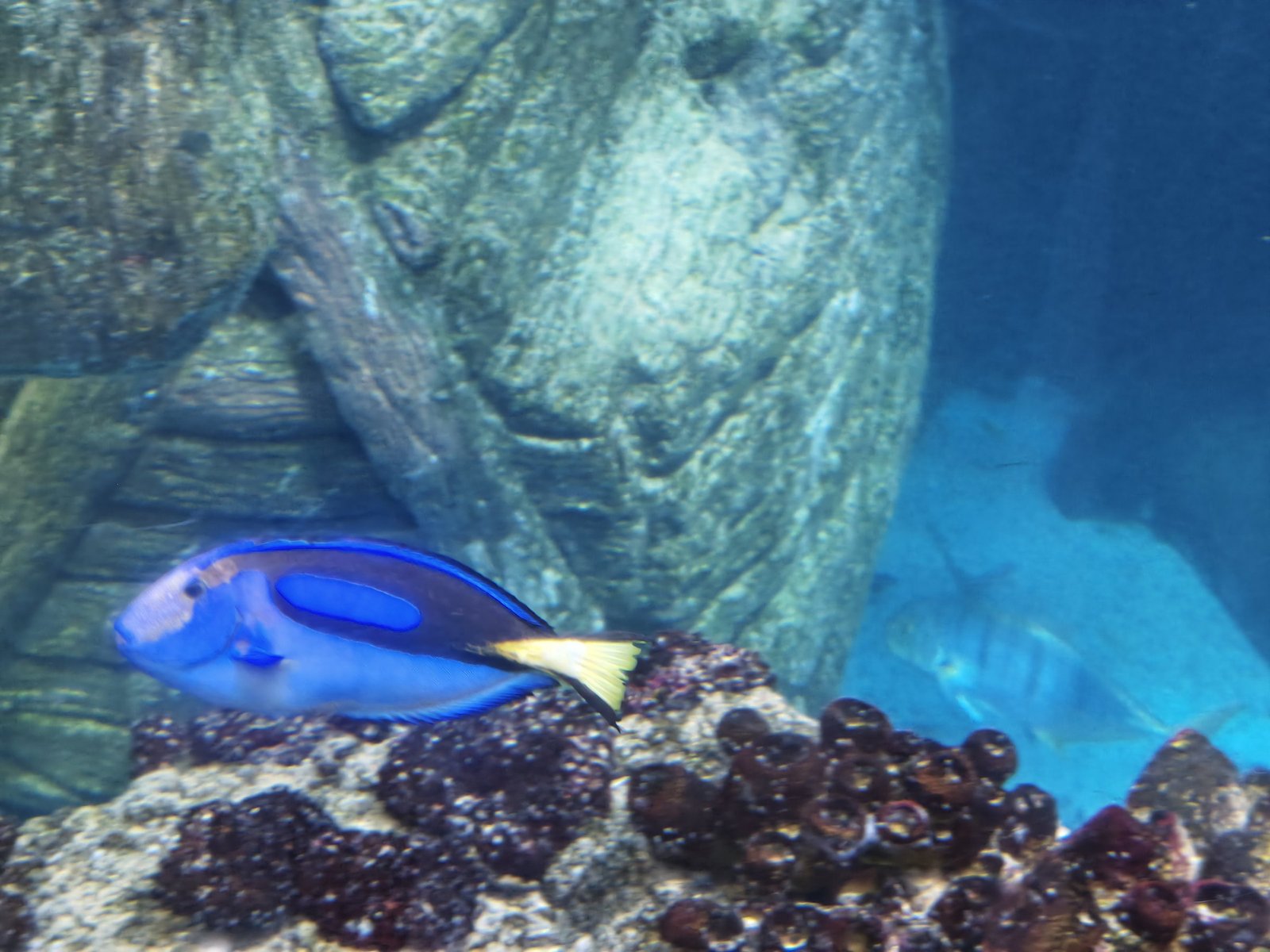Ein leuchtend blauer Paletten-Doktorfisch mit gelbem Schwanz schwimmt über Korallen