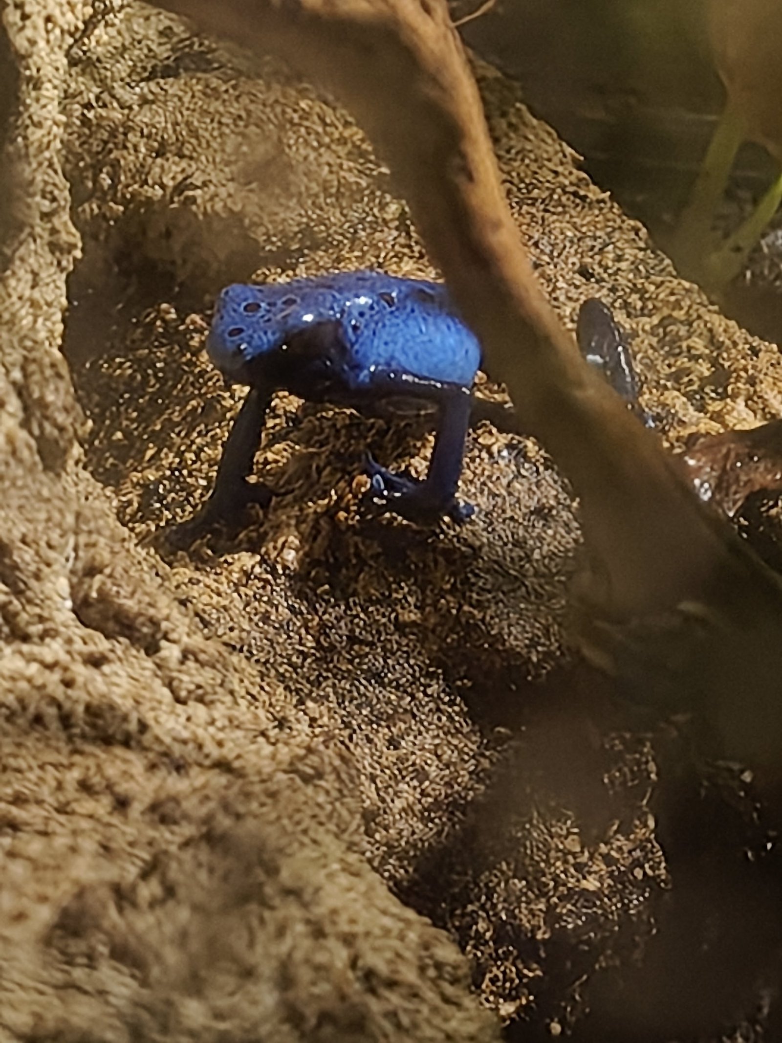 Ein leuchtend blauer Pfeilgiftfrosch mit dunklen Tupfen steht auf sandigem Boden unter einer Wurzel