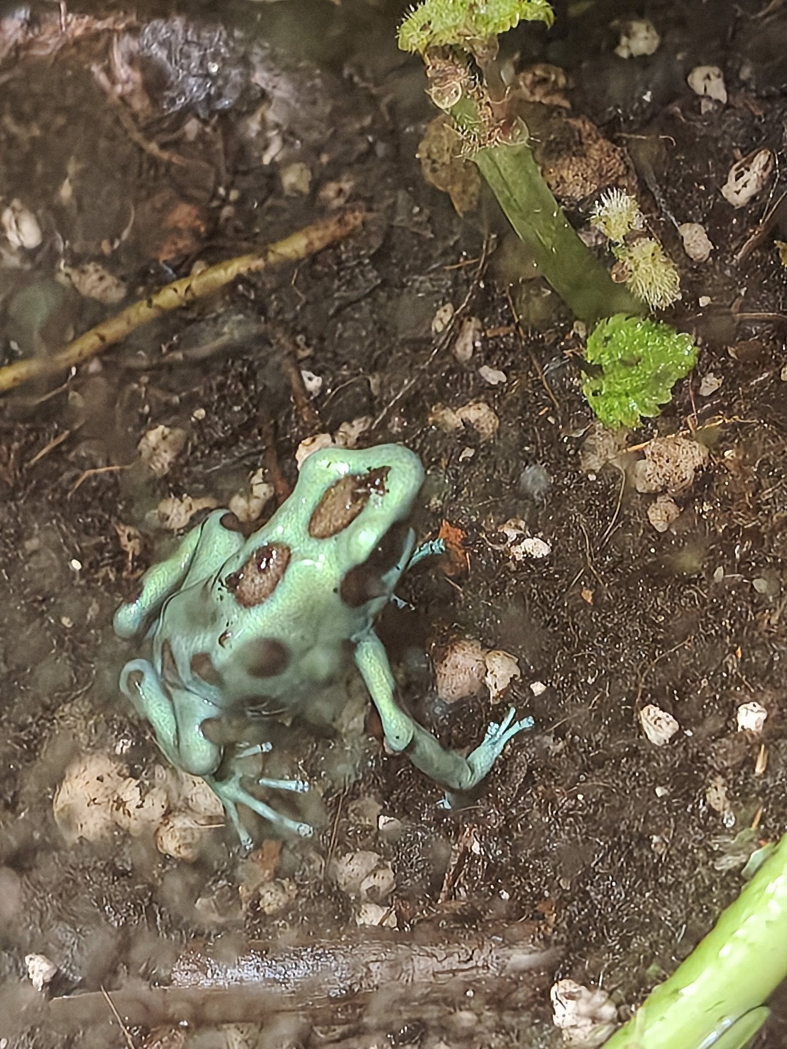 Ein türkisgrüner Pfeilgiftfrosch mit dunklen Flecken sitzt auf feuchtem Waldboden