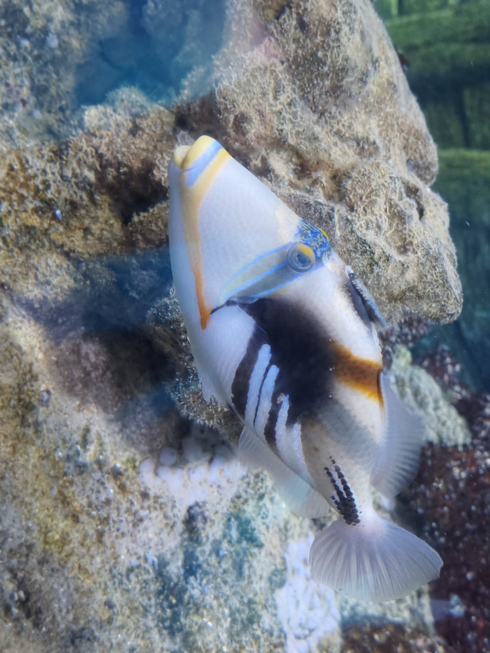 Ein Picasso-Drückerfisch mit weißem Körper, dunklem Band und blau-orangen Linien am Auge schwimmt vor einem Felsen