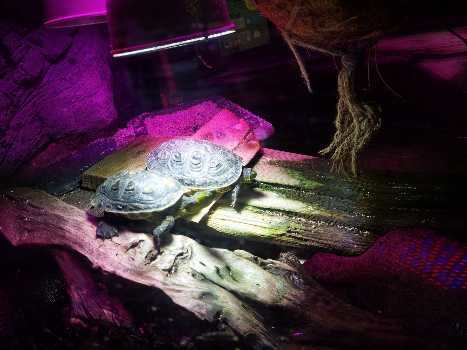 Zwei Wasserschildkröten sitzen im violetten Licht einer Wärmelampe auf einem Holzstamm