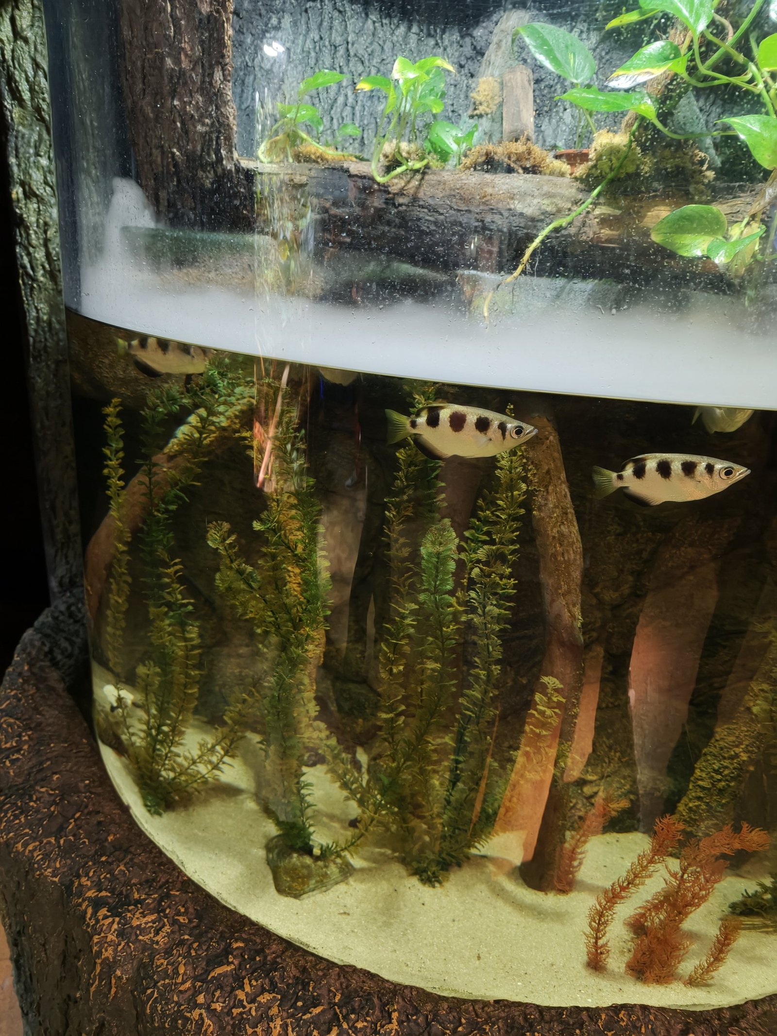 Ein rundes Becken mit Wasserpflanzen, knapp unter der Oberfläche schwimmen gefleckte Schützenfische, darüber ein bepflanzter Landteil