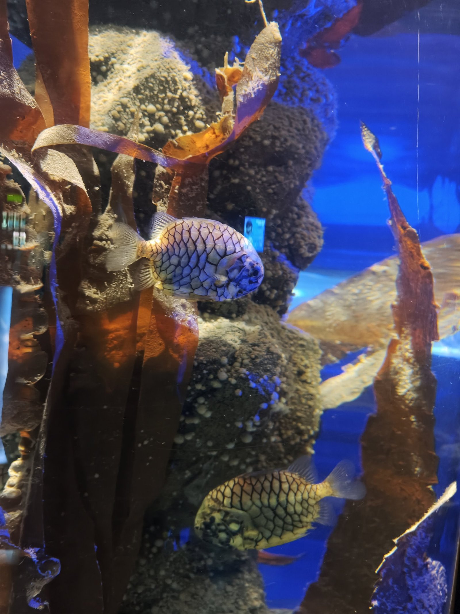 Zwei Tannenzapfenfische mit schuppenartigem Netzmuster schwimmen zwischen Kelp und Felsen
